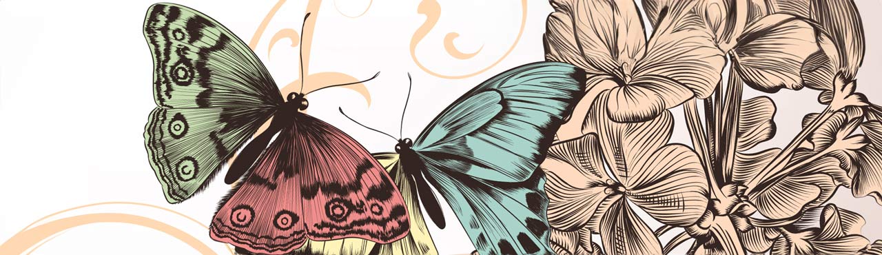 butterfly illustration